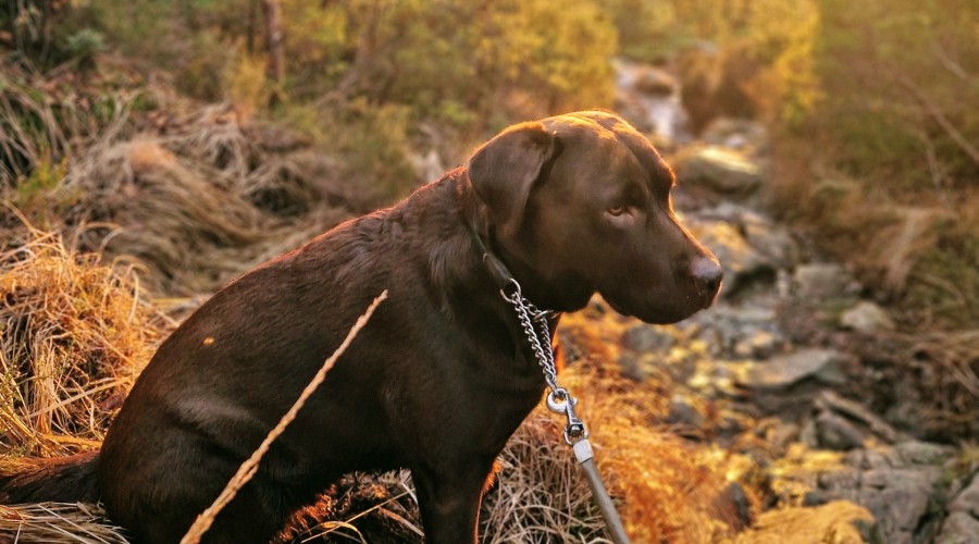Lenkje til artikkel: Kunngjering: Ny lokal forskrift om utvida bandtvang for hund