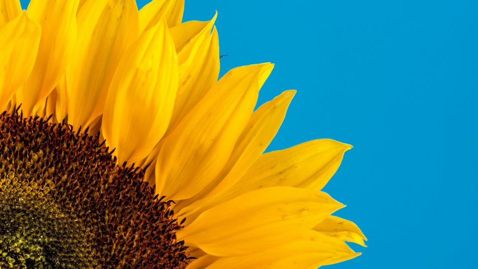 Lenkje til artikkel: Har du vore med på Foreldre møter foreldre i Tunet? Velkommen til sommarfest!