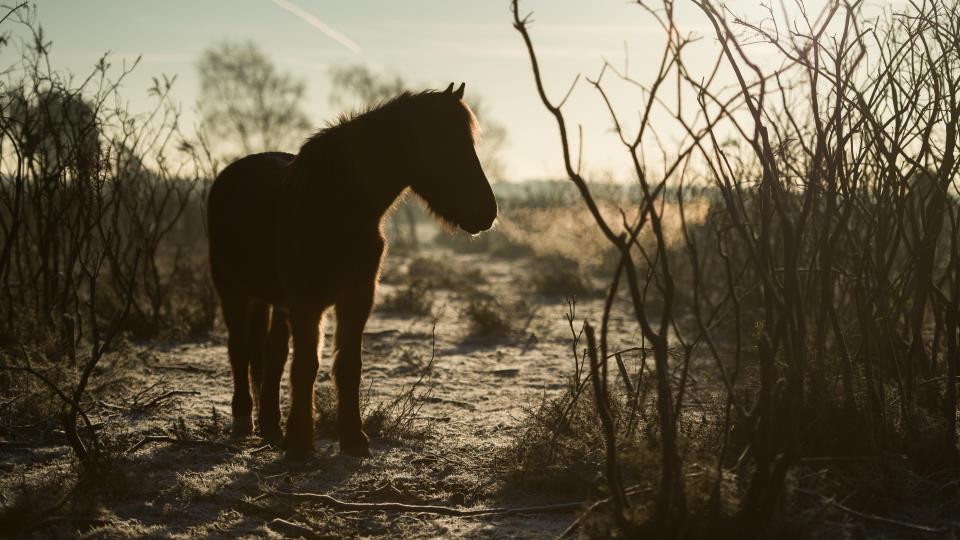 Lenkje til artikkel: Lagring og bruk av hestegjødsel