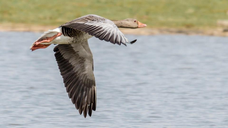 Lenkje til artikkel: Temakveld om gås, forvaltning og jakt 
