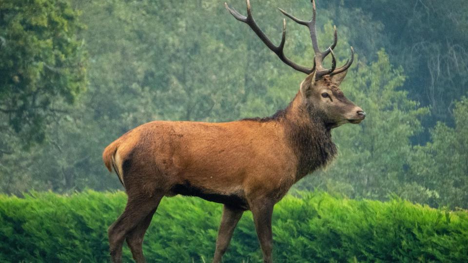 Lenkje til artikkel: Velkomen til fagmøte: Uttak av kalv og ungdyr, kjende parasittar og sjukdom på hjort