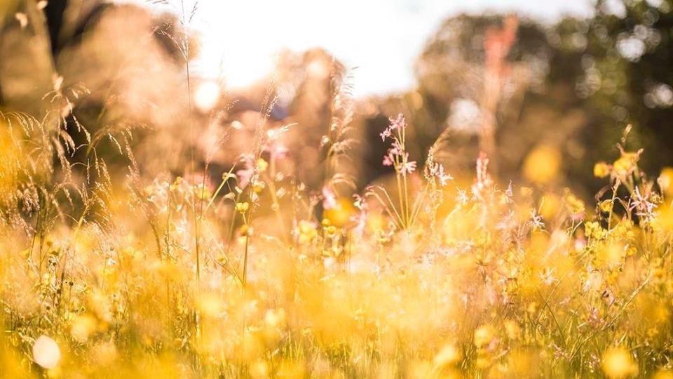 Lenkje til artikkel: Sjå opp for biologar i sommar!
